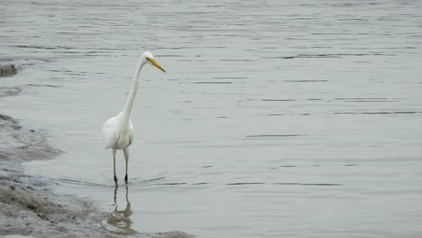a great egret gracefully hunts tranquil waters showcasing nature's elegance and wildlife's intricate beauty