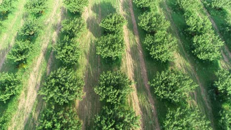 Aerial-flight-over-a-peach-orchard-in-the-Hill-Country-part-of-Texas