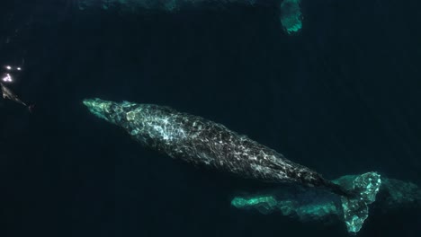 asombrosa vista de drones de ballenas grises migrando juntas cerca de la isla catalina en una excursión de observación de ballenas