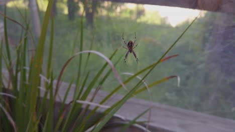 itsy bitsy spider built an impressive spider web at my mom's backyard