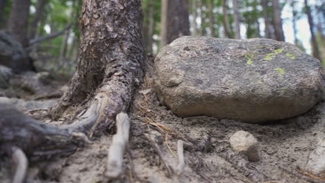 Muñeca-Sobre-Una-Roca-Al-Lado-De-Un-árbol