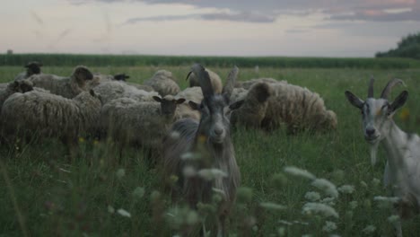 flock of sheep eating grass on field