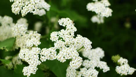 阿基莉亞 (achillea millefolium) 或普通的<unk>樹