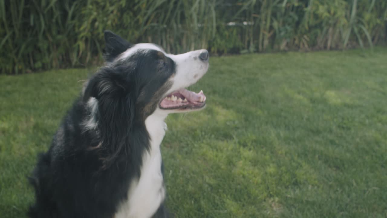 A dog sitting in the garden and scratching himself in the garden on trimmed gras