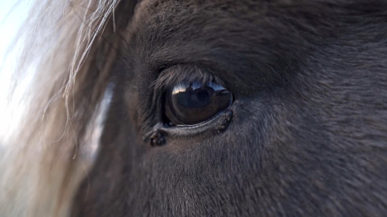 A close-up view of an Icelandic horse's eye reveals its warm, dark brown color and the subtle textures of its surrounding fur, hinting at the breed's resilient nature and calm demeanor
