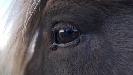 a close-up view of an icelandic horse's eye reveals its warm, dark brown color and the subtle textures of its surrounding fur, hinting at the breed's resilient nature and calm demeanor