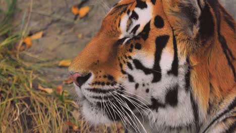 Sibirischer-Tiger-Aus-Nächster-Nähe.-Der-Sibirische-Tiger-Wurde-Je-Nach-Der-Region,-In-Der-Die-Tiere-Beobachtet-Wurden,-Auch-Amur-Tiger,-Mandschurischer-Tiger,-Koreanischer-Tiger-Und-Ussurischer-Tiger-Genannt.