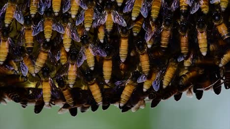 Es-Ist-Bekannt,-Dass-Honigbienen-Große-Nestkolonien-Mit-Symmetrischen-Taschen-Aus-Wachs-Bauen,-Um-Honig-Als-Nahrungsquelle-Zu-Speichern