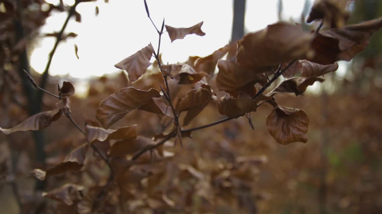 Dry Leaves On The Stem Blown By The Wind In The Forest In Jelenia Gora, Poland - close up