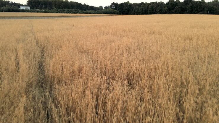Bellissimo campo di grano dorato in terreno agricolo rurale con alberi, carrellata aerea in avanti