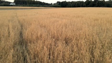 Hermoso-Campo-De-Trigo-Dorado-Tierras-De-Cultivo-Rurales-Con-árboles-Dolly-Aéreo-Hacia-Adelante