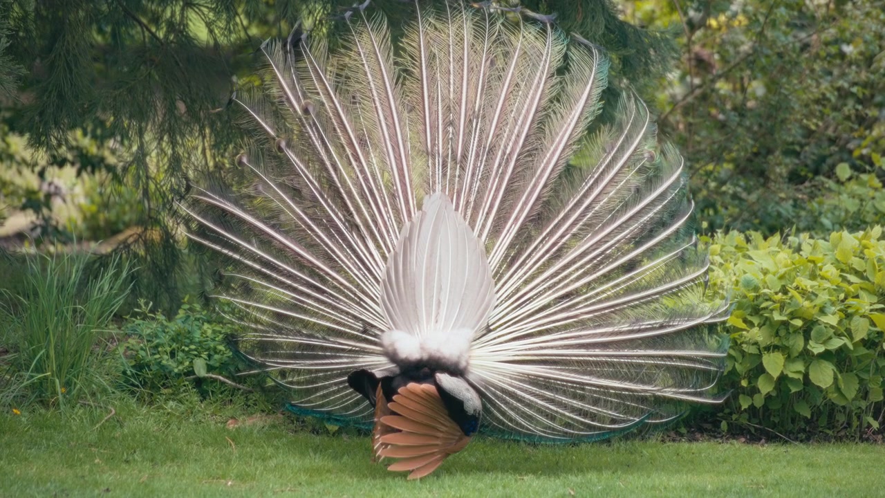 Pavão branco exibindo suas penas em um jardim