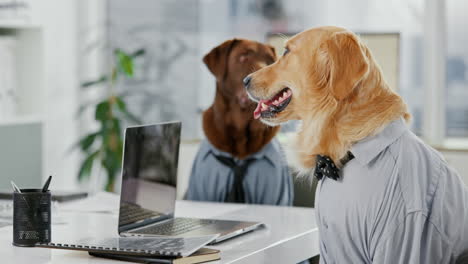 dogs in an office