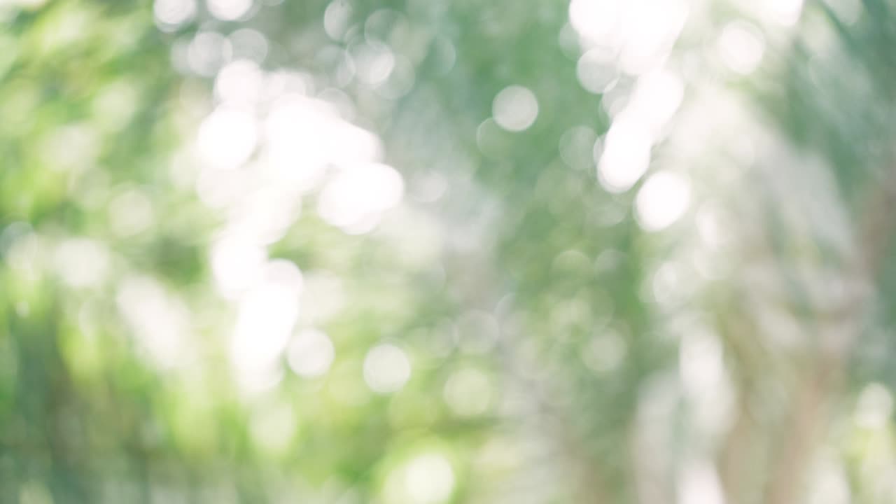 보케 추상 나무 배경