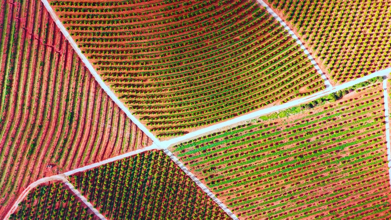 Top down view of patterned agricultural orange tree plantation. High angle drone perspective showing geometric sections of a vibrant green citrus orchard planted in red clay soil.