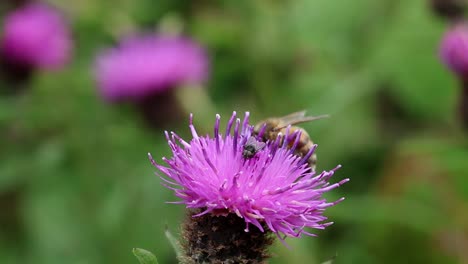 a honeybee, apis mellifera, on a knapweed flower, centaurea nigra