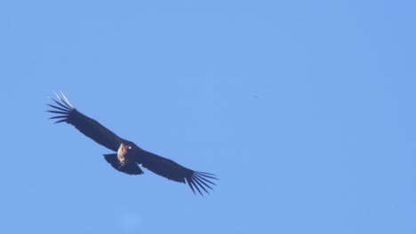 Near-Silhouette-of-a-Young-Andean-Condor-as-it-flies-in-the-sky-with-the-Finger-feathers-clearly-spread-out-soaring