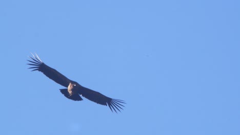 near silhouette of a young andean condor as it flies in the sky with the finger feathers clearly spread out soaring