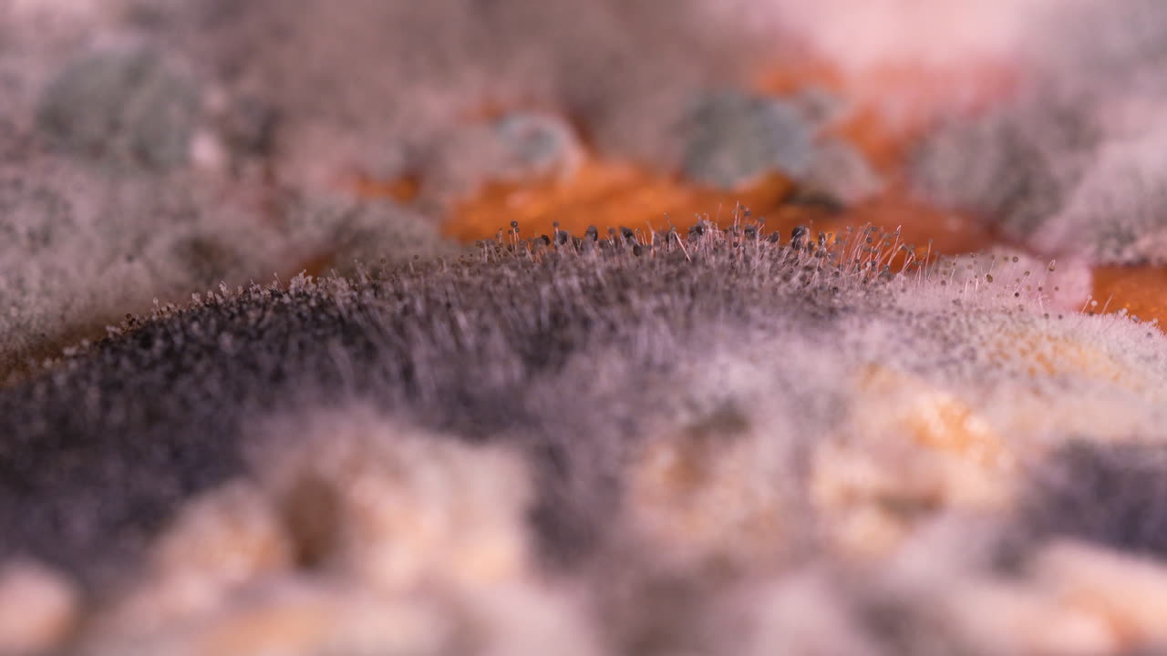 Close-up macro view of rotten melon covered with black, white and green mold colonies, food decomposition