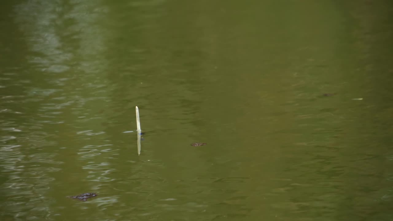 A goose feather float floats on the water