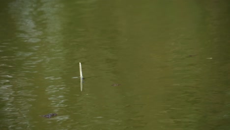 a goose feather float floats on the water