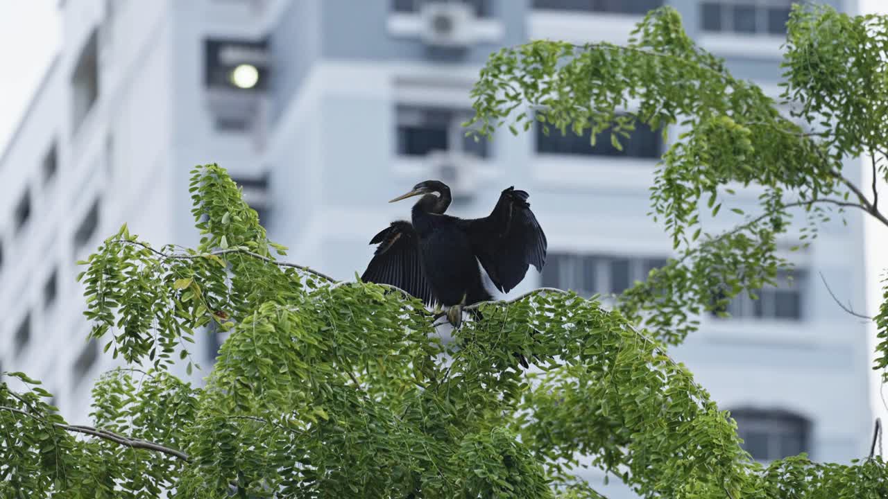 Chim Anhinga phương Đông đậu trên ngọn cây trong công viên thành phố - Góc quay thấp.
