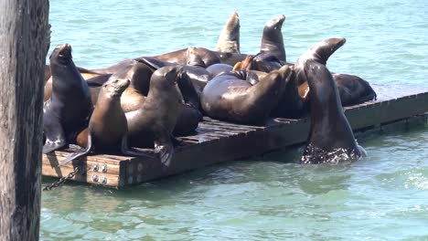 sea lions share a floating dock