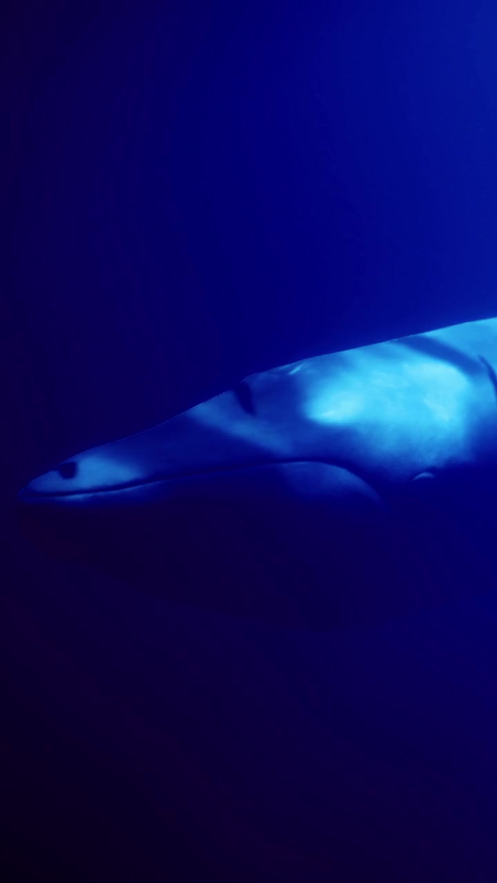 Balena maestosa che scivola attraverso le profondità blu scuro dell'oceano.
