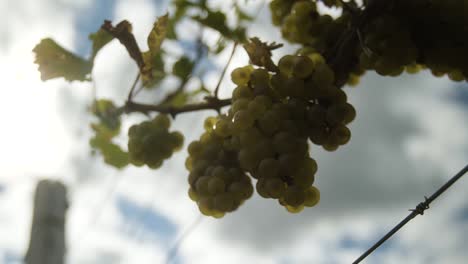 primer plano de uvas verdes sobre un fondo de cielo azul