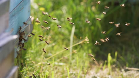bees flying near the beehive. bees flying around beehive in spring field