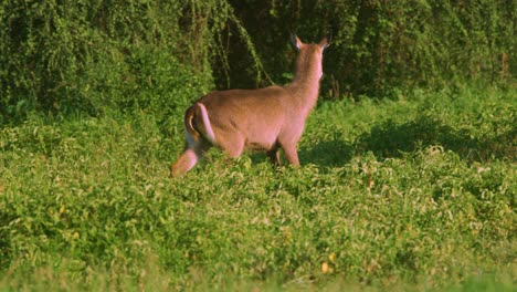 Female-waterbuck-in-the-wild-walking-through-green-african-bush,-Tanzania