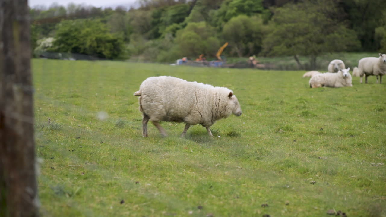ovejas en un campo en la zona rural de irlanda del norte