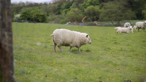 Ovejas-En-Un-Campo-En-La-Zona-Rural-De-Irlanda-Del-Norte