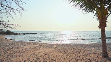 palmera en la isla de la playa de arena junto al mar al atardecer