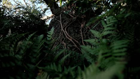 raíces aéreas y vides que crecen sobre un tronco de árbol con follaje de helecho verde oscuro y otras plantas forestales en una escena de la selva