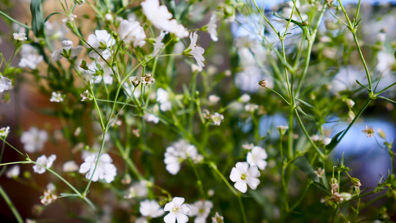 Gypsophila Monarch White, botanical white flower display on flower vase in livingroom close up shot of white flower in house