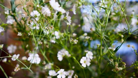 Gypsophila-Monarch-White,-botanical-white-flower-display-on-flower-vase-in-livingroom-close-up-shot-of-white-flower-in-house