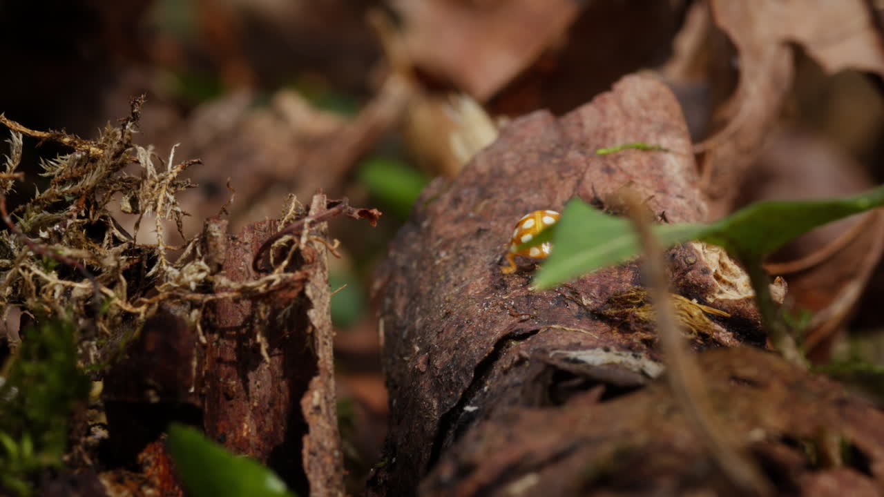 Orange ladybug crawl over log on forest floor, European insects in nature