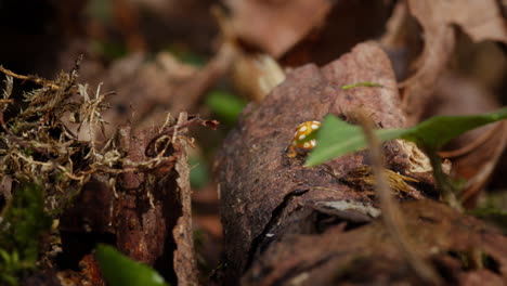 Orangefarbener-Marienkäfer-Krabbelt-über-Baumstämme-Auf-Waldboden,-Europäische-Insekten-In-Der-Natur