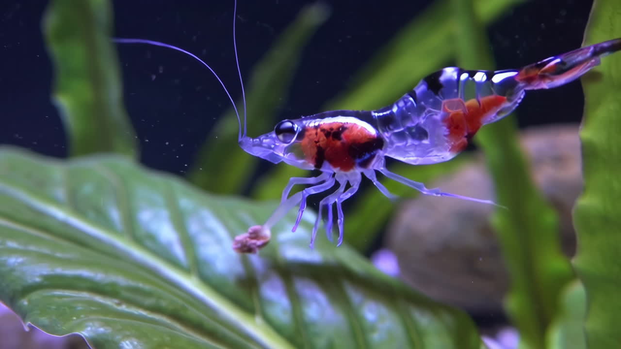 camarón de acuario de colores