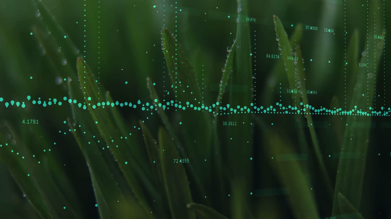 Teal data band receiving sensor input, shifting points across dewy blades, showing farm moisture
