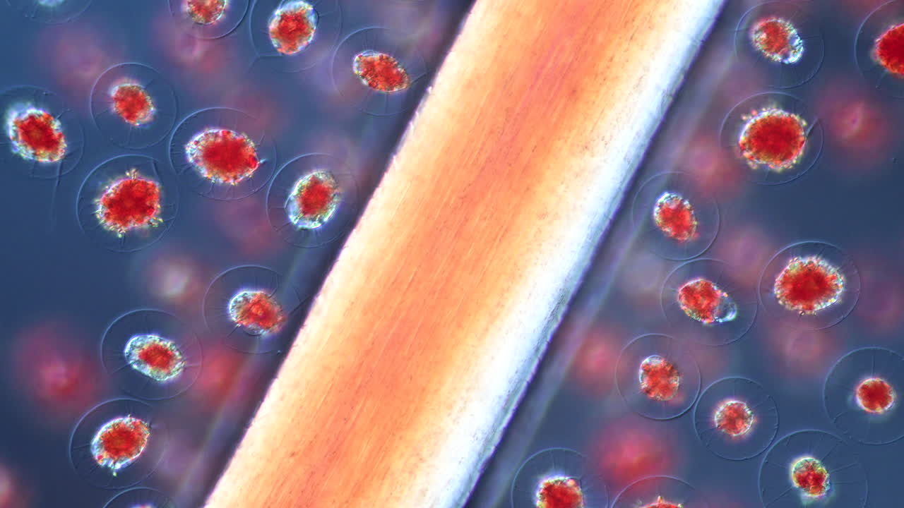 Microscopic View of Red Blood Cells and a Capillary
