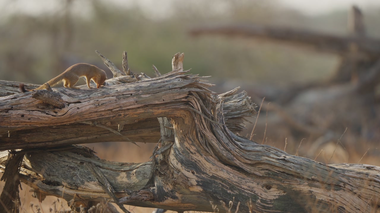 Slender mongoose walks atop a dead fallen tree trunk in slow motion, in Kruger National Park savanna. Wildlife behavior, alert foraging, warm natural light.