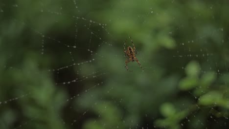 Araña-En-Una-Red-En-Un-Bosque-Croma-Fondo-De-Pantalla-Verde-Borroso-Con-Gotas-De-Lluvia