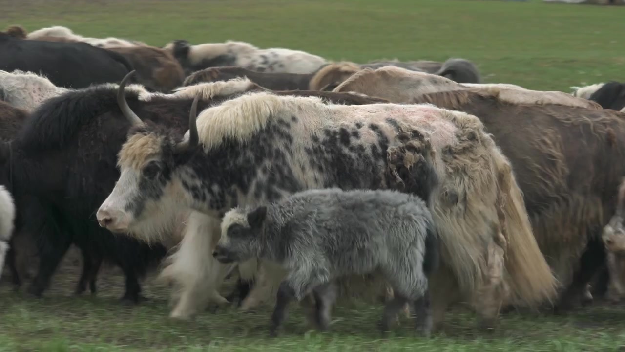 Yavrularıyla Birlikte Yeşil Otlakta Yürüyen Bir Yak Sürüsü