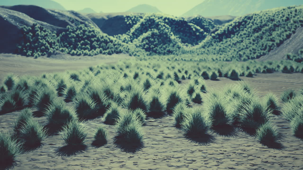 área desértica cerca de un oasis con vegetación arbustiva