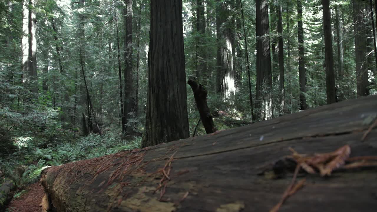 Tronco d'albero di sequoia caduto nella foresta