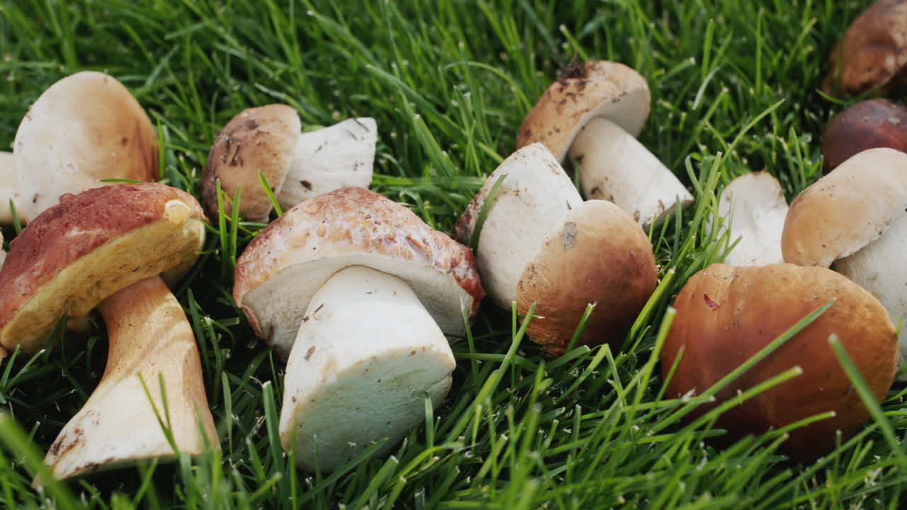 Ripresa in dolly: Molti funghi di bosco giacciono sull'erba verde. Ingrediente per molti piatti gourmet.