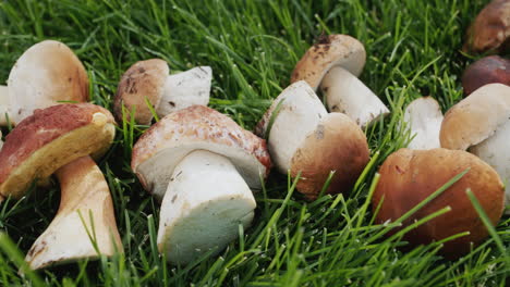 Dolly-shot:-A-lot-of-forest-mushrooms-lie-on-the-green-grass.-Ingredient-for-many-gourmet-dishes.