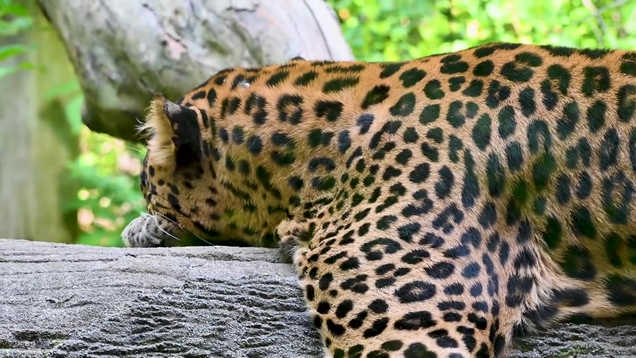 Leoparın başı ve ön bacağı, kapalı bir alandaki ağaca tırmanırken görünüyor.
